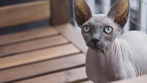 Why sphynx cat are best emotional support pets?