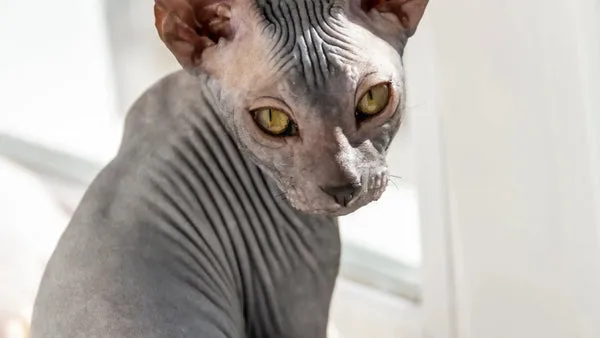 5 reasons to buy a sphynx cat