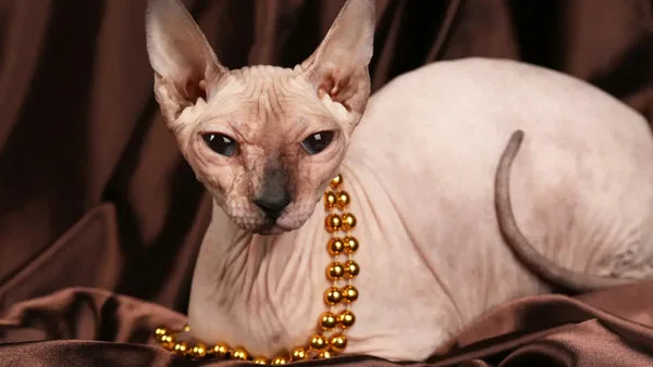 5 reasons to buy a sphynx cat