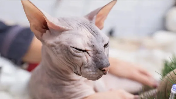 Essential sphynx cat grooming tips: bathing nails & more