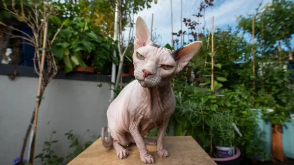 Essential sphynx cat grooming tips: bathing nails & more