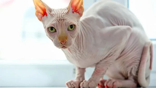 sphynx cat breeder