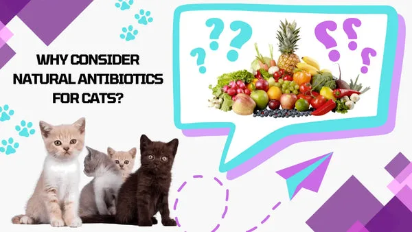 Best natural antibiotics for cats: top home remedies