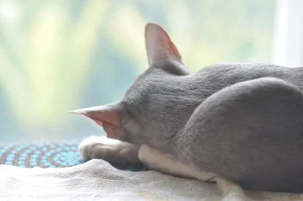 oriental shorthair pros and cons