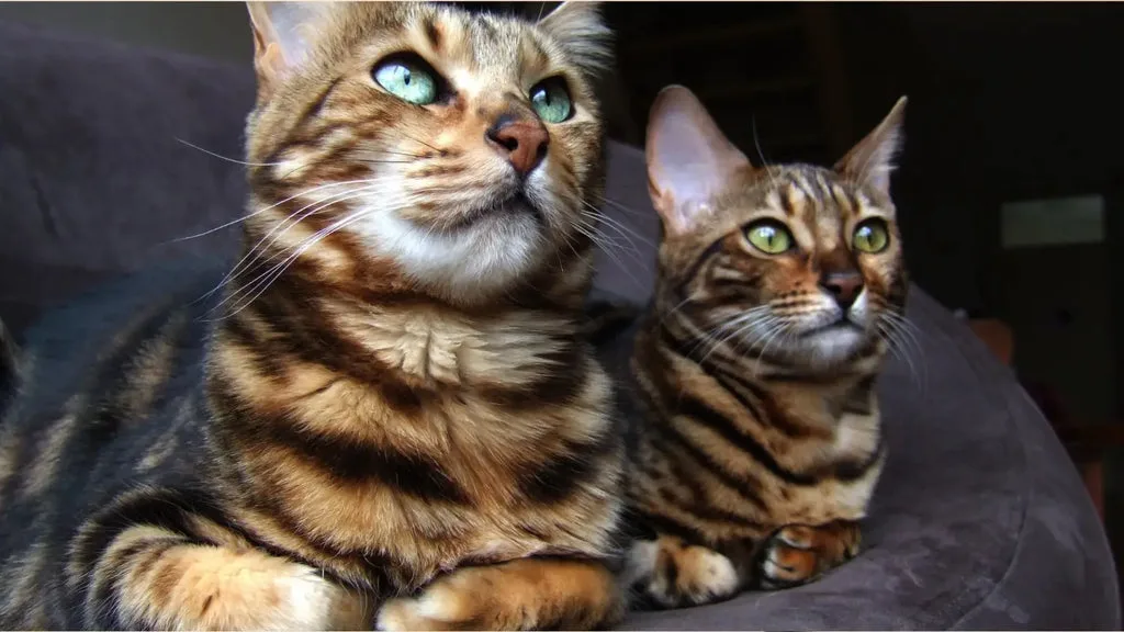 Are bengal cats right for you?
