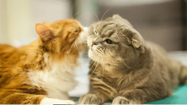 Socialize a scottish cat with other pets and people
