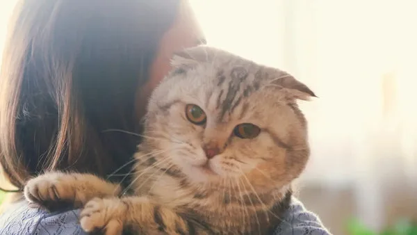 Socialize a scottish cat with other pets and people