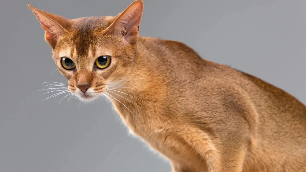 Frequently asked questions about abyssinian cats