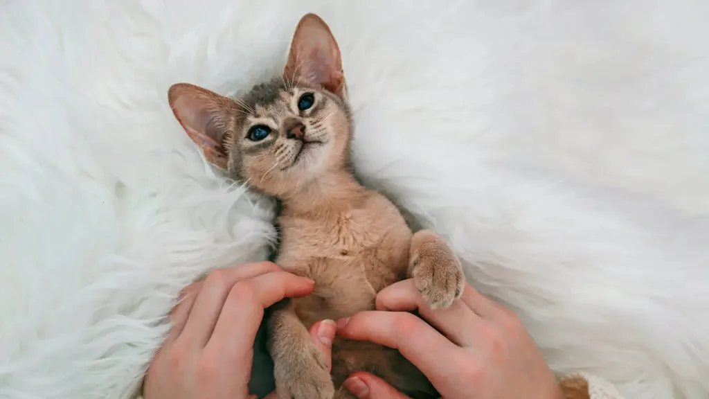 Frequently asked questions about abyssinian cats