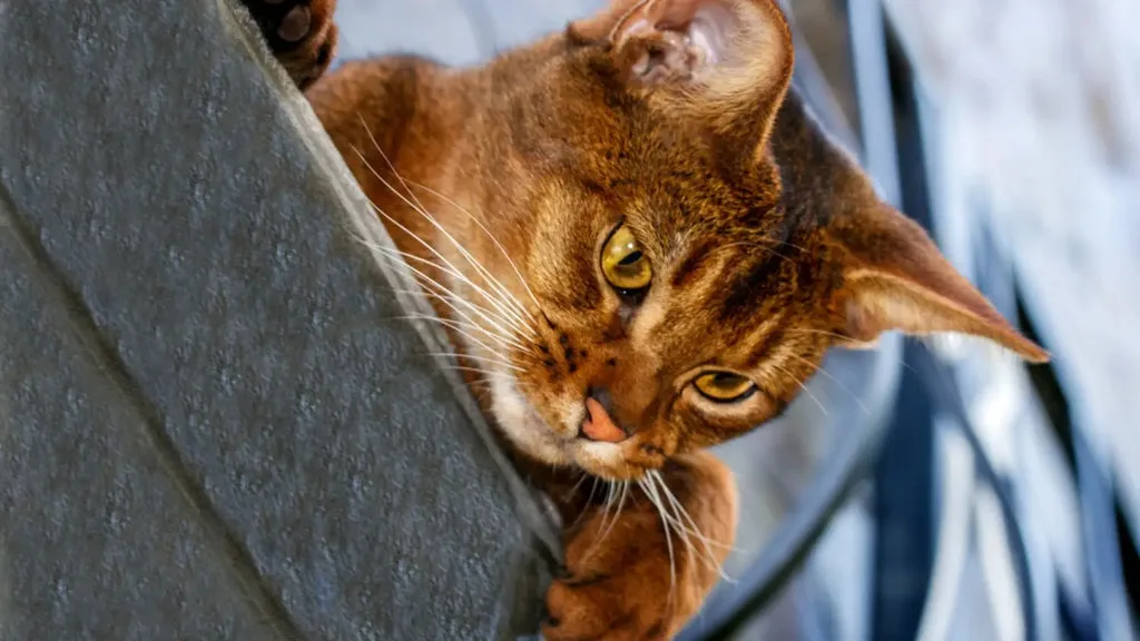Frequently asked questions about abyssinian cats