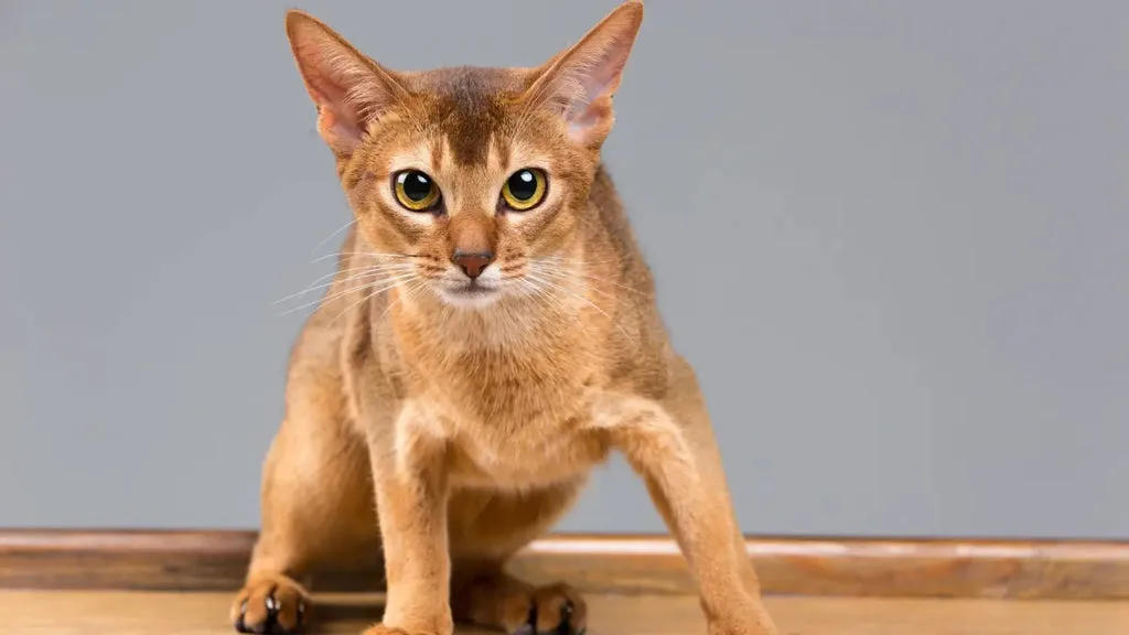 abyssinian cat adoption
