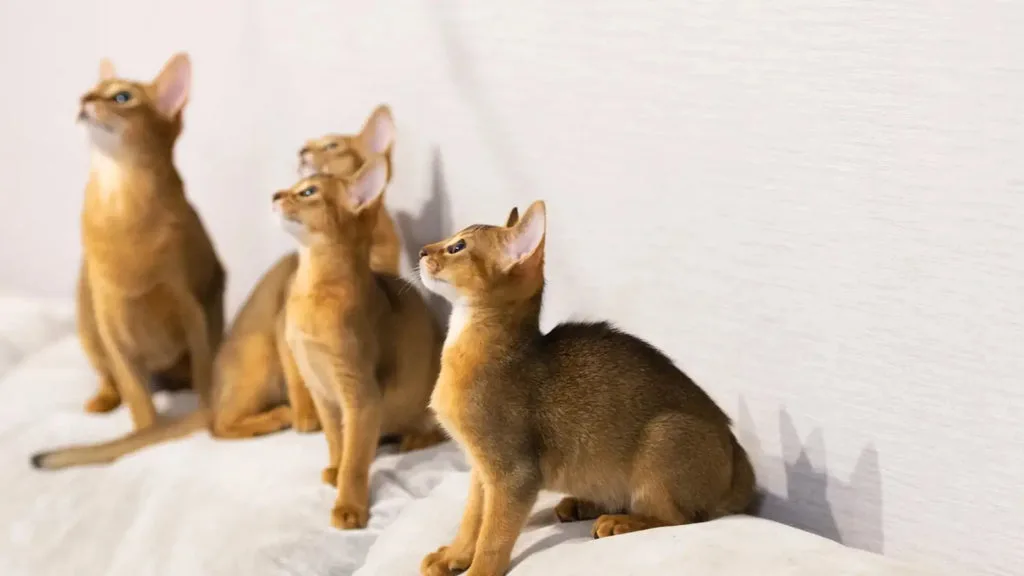 abyssinian cat adoption