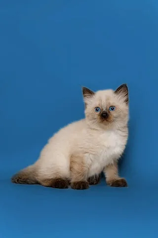 ragdoll-kittens-for-sale