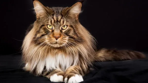 Safeguarding your maine coon’s heart health: understanding hypertrophic cardiomyopathy (hcm)