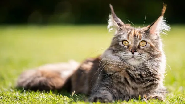 Exploring the majestic maine coon personality: a deeper look into gentle giants of cat world