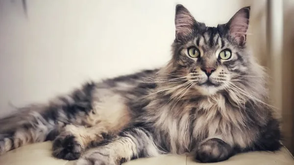 Elegance of shaded silver smoke maine coons