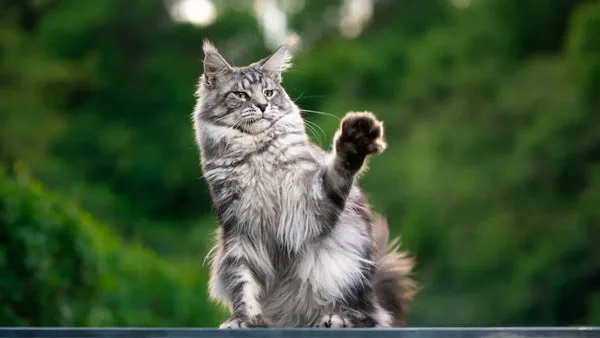 Elegance of shaded silver smoke maine coons