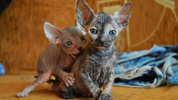 Raising baby sphynx cats