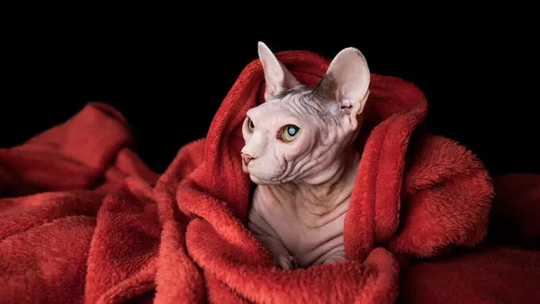 Sphynx cat care