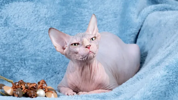 Sphynx cat care