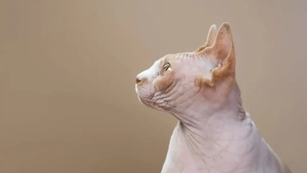 The mystery behind sphynx cats with hair