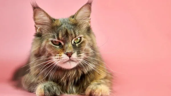Unveiling the ultimate lynx care tips