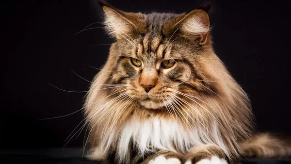 How to identify a maine coon kitten like pro!: the ultimate guide