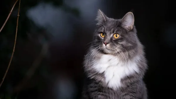 Embracing the beauty of black smoke maine coon companions