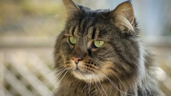 Embracing the beauty of black smoke maine coon companions