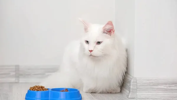 Embracing the beauty of white maine coon cats
