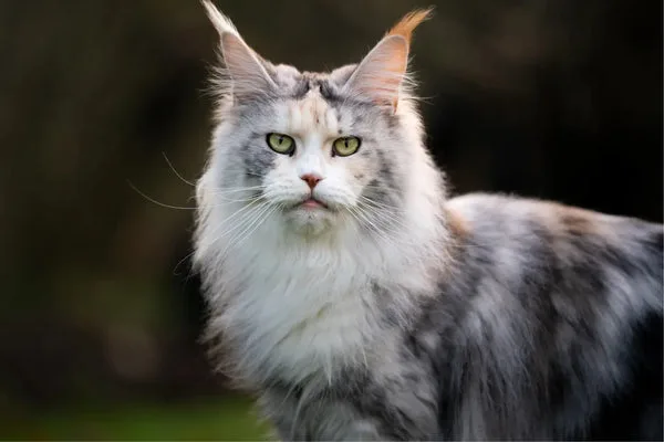 What does a maine coon cat look like?: a visual guide
