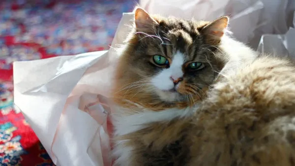 Maine coon ragdoll mix: traits care and more