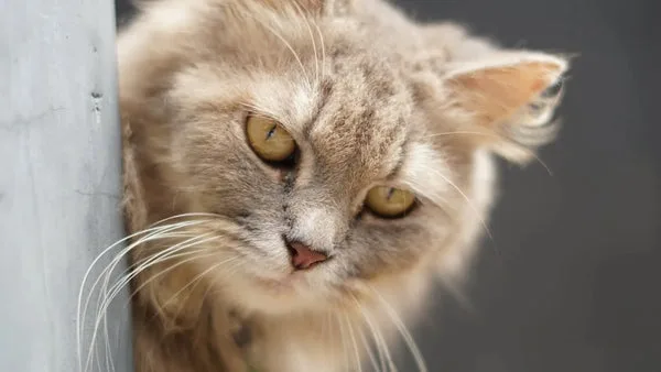 Maine coon ragdoll mix: traits care and more