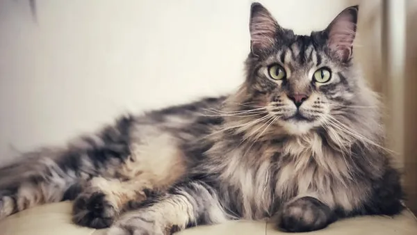 Maine coon vs. Other cat breeds: a comparison