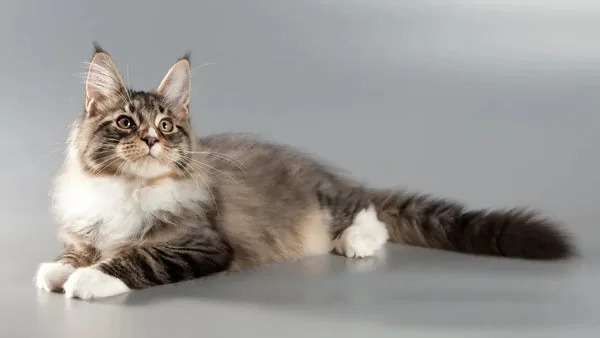 Maine coon vs. Other cat breeds: a comparison