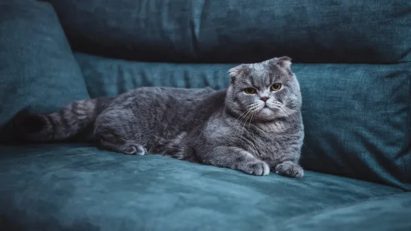 Price of a scottish fold: unlocking the secrets