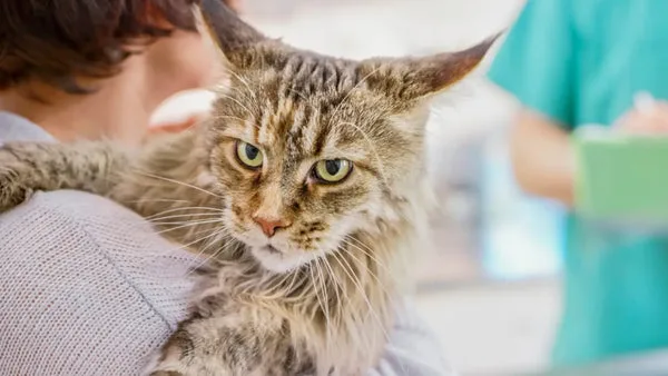 Transforming lives through maine coon adoptions