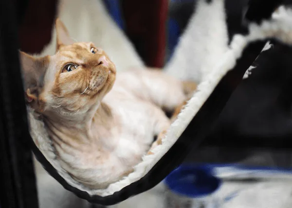 are sphynx cats friendly