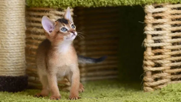 Abyssinian cats: a comprehensive breed overview