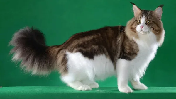 Debunking common myths about maine coon cats
