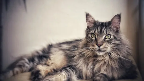 Debunking common myths about maine coon cats