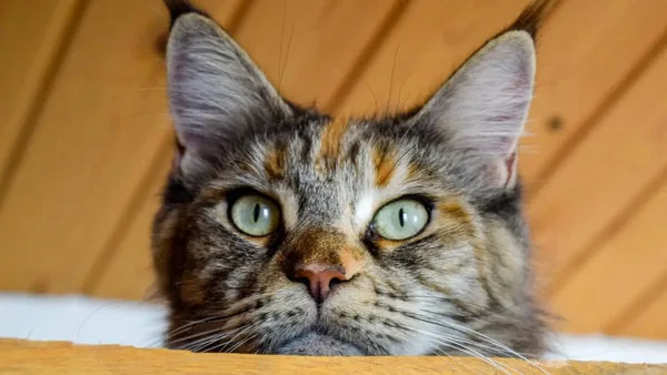 Essential guide for potential owners of maine coon cats and allergies