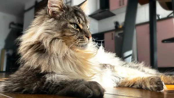 Maine coon cat playtime: toys and activities