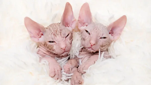 Sphynx cat adoption: pros and cons