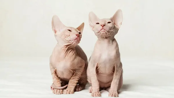 Sphynx cat adoption: pros and cons