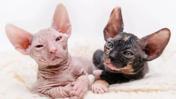 Sphynx cat adoption: pros and cons