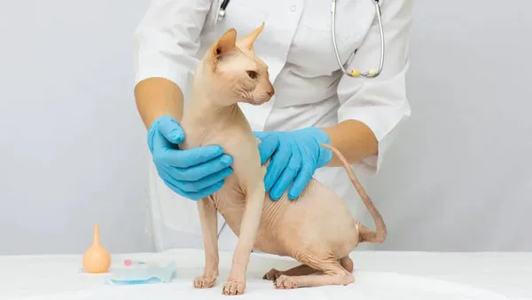 Sphynx cat care: tips for new owners