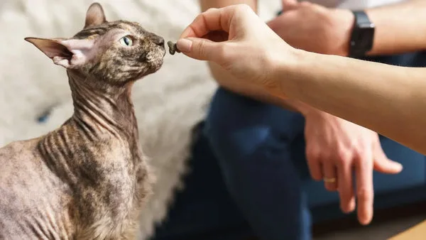 Sphynx cat care: tips for new owners
