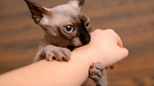 Sphynx cat care: tips for new owners