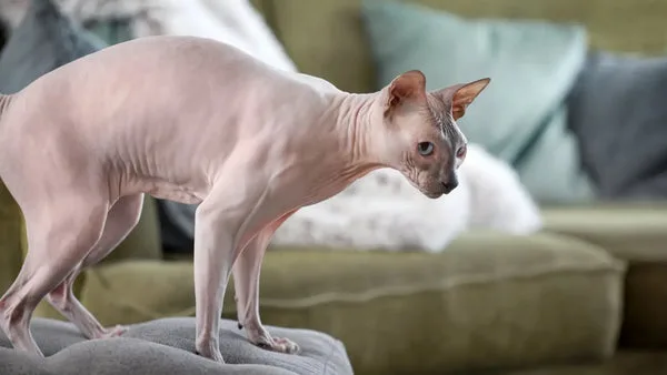 Sphynx cat meows and communication: what they mean